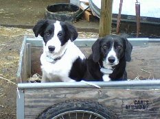 Charlie and Dasher in the barrow