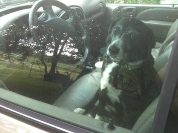 Dasher wants to drive