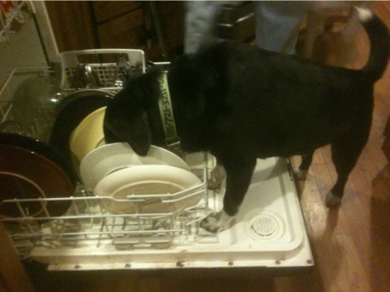 Dasher the Dishwasher